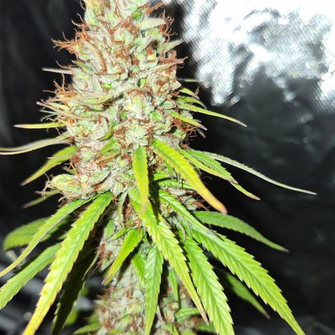 Jack Herer 2. growlog photo: BT61 BW9