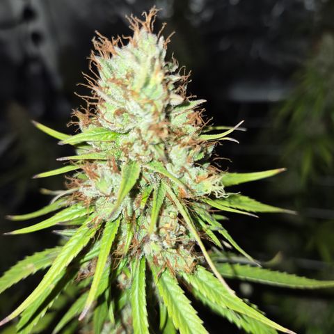 Jack Herer 2. growlog photo: BT61 BW9