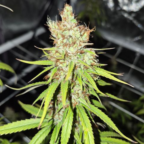 Jack Herer 2. growlog photo: BT61 BW9