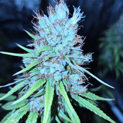 Jack Herer 2. growlog photo: BT61 BW9