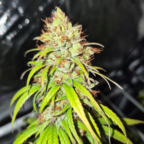 Jack Herer 2. growlog photo: BT61 BW9