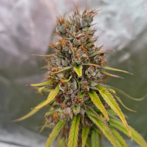 Jack Herer 2. growlog photo: BT67 BW10