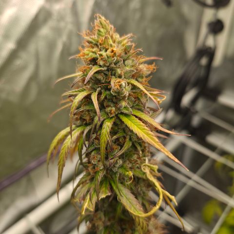 Jack Herer 2. growlog photo: BT67 BW10