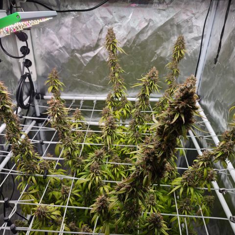 Jack Herer 2. growlog photo: BT67 BW10