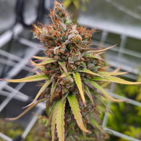 Jack Herer 2. growlog photo: BT67 BW10