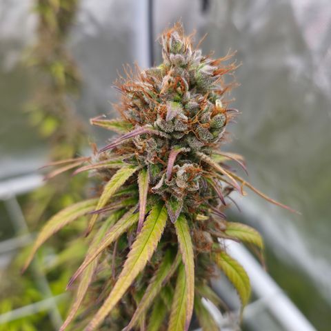 Jack Herer 2. growlog photo: BT67 BW10