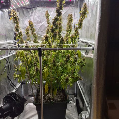 Jack Herer 2. growlog photo: BT67 BW10