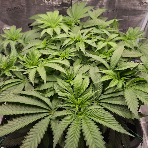 Wedding Cake 2. growlog photo: VT44 VW7