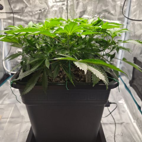 Wedding Cake 2. growlog photo: VT44 VW7
