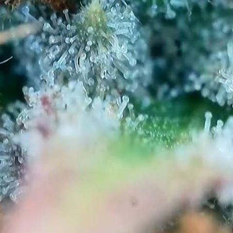 Jack Herer 2. growlog photo: BT68 BW10