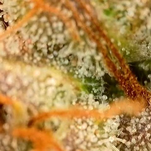 Jack Herer 2. growlog photo: BT68 BW10