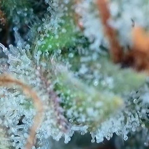 Jack Herer 2. growlog photo: BT68 BW10