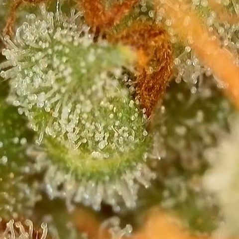 Jack Herer 2. growlog photo: BT68 BW10