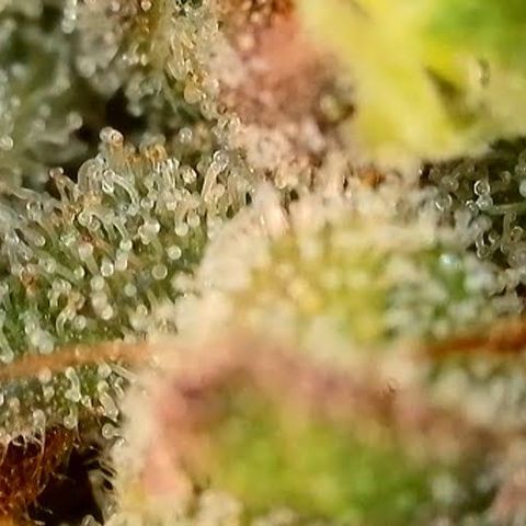 Jack Herer 2. growlog photo: BT68 BW10