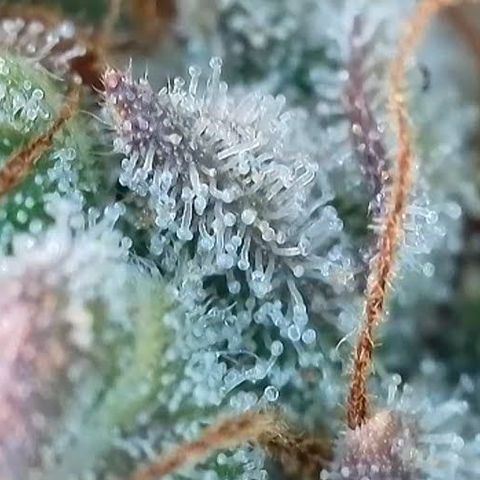 Jack Herer 2. growlog photo: BT68 BW10