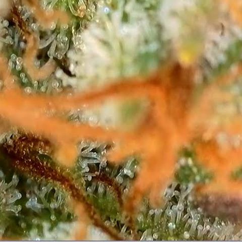 Jack Herer 2. growlog photo: BT68 BW10
