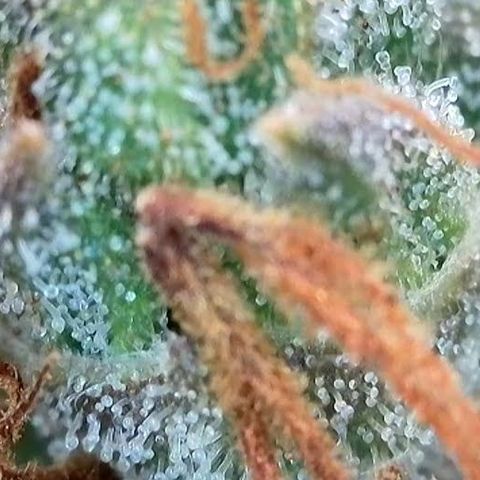 Jack Herer 2. growlog photo: BT68 BW10