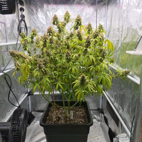 Jack Herer 2. growlog photo: BT68 BW10