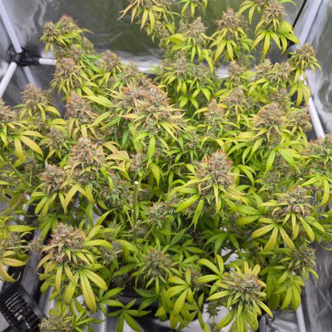 Jack Herer 2. growlog photo: BT68 BW10