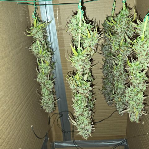 Jack Herer 2. growlog photo: BT68 BW10