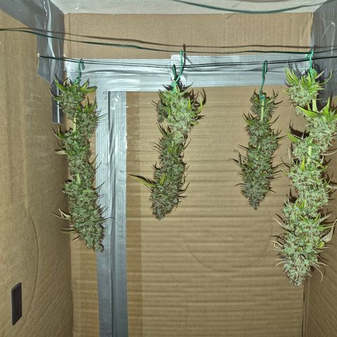 Jack Herer 2. growlog photo: BT68 BW10