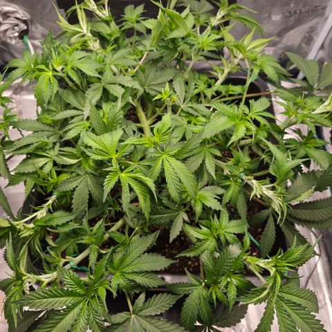 Wedding Cake 2. growlog photo: VT46 VW7