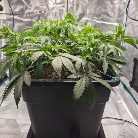 Wedding Cake 2. growlog photo: VT46 VW7