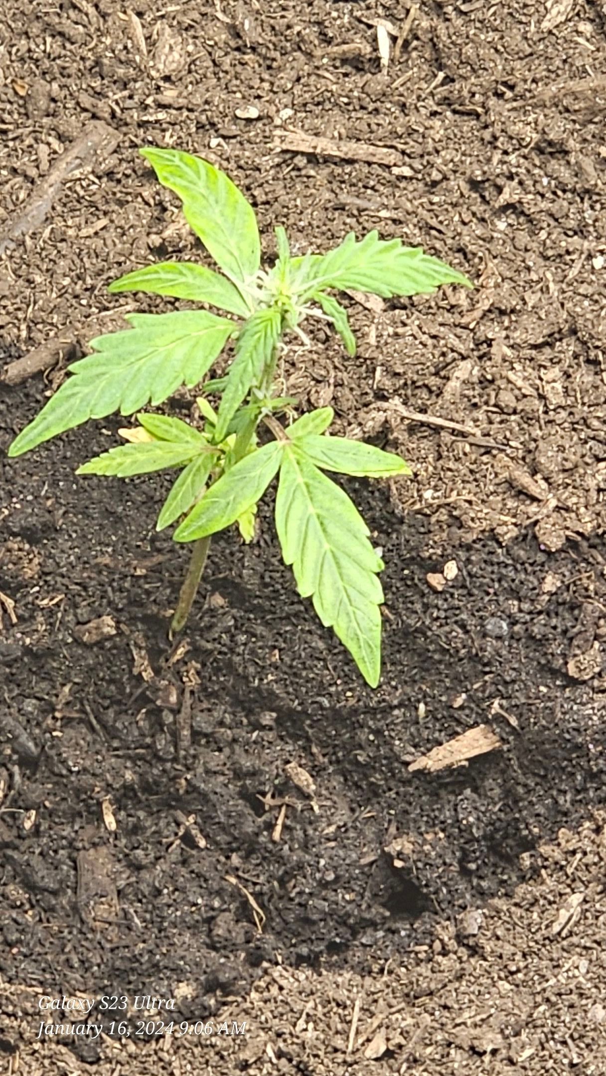 White widow growlog header