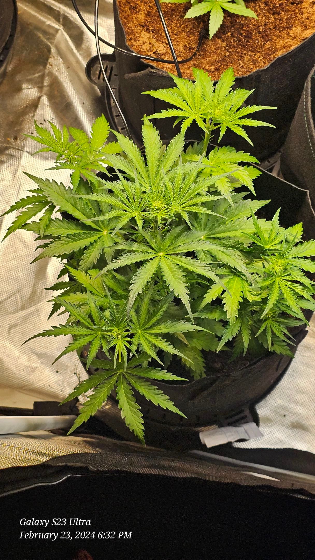 Northern Lights Auto growlog header