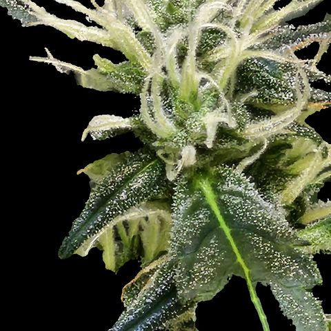 White widow  growlog photo: This is all through the flowering stage 