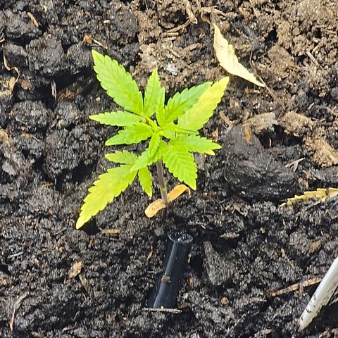 Widow  growlog timeline photo