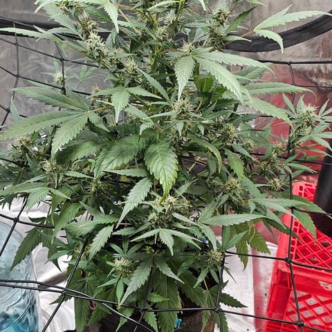 White widow  growlog photo: 37 inch tall, 24 inch round
Ph lvl 6.3 and E.C were at 1.5