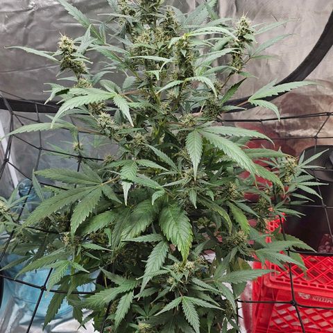White widow  growlog timeline photo