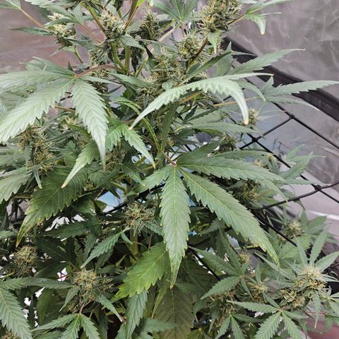 White widow  growlog timeline photo