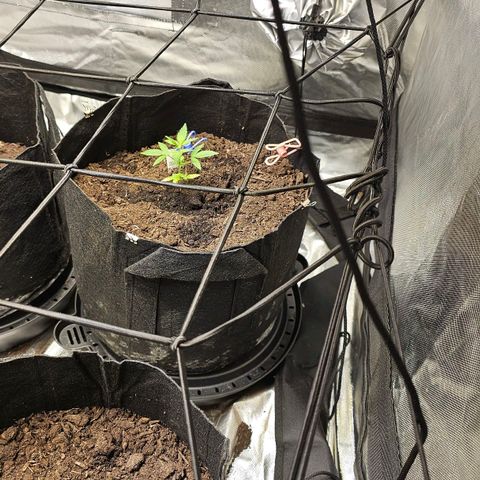 Girl scout cookies  growlog timeline photo