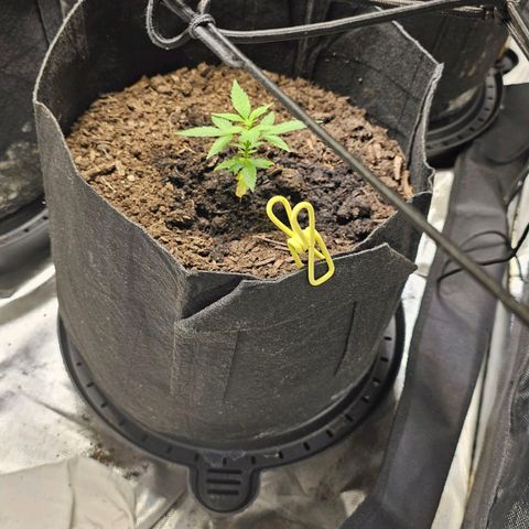 Girl scout cookies  growlog timeline photo