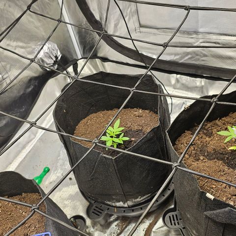 Widow  growlog timeline photo