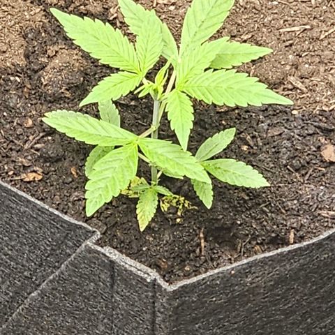 Widow  growlog timeline photo