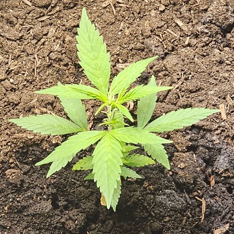 Girl scout cookies  growlog timeline photo