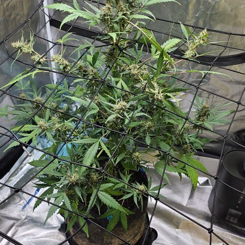 White widow  growlog timeline photo