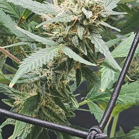 White widow  growlog timeline photo