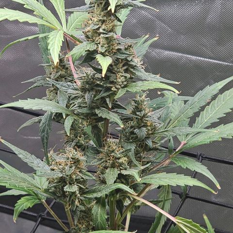 White widow  growlog timeline photo