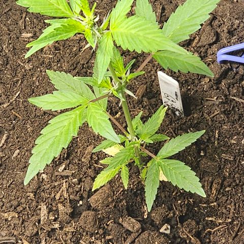 Girl scout cookies  growlog timeline photo