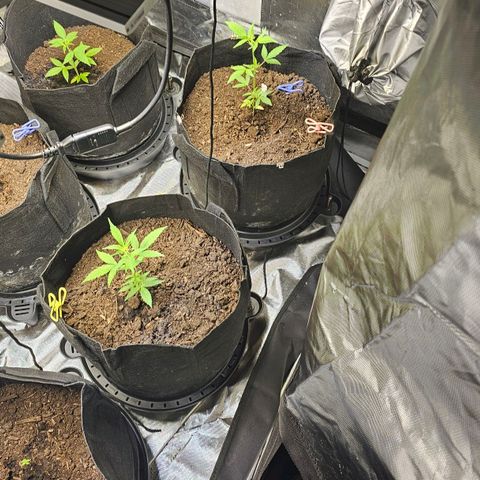 Girl scout cookies  growlog timeline photo