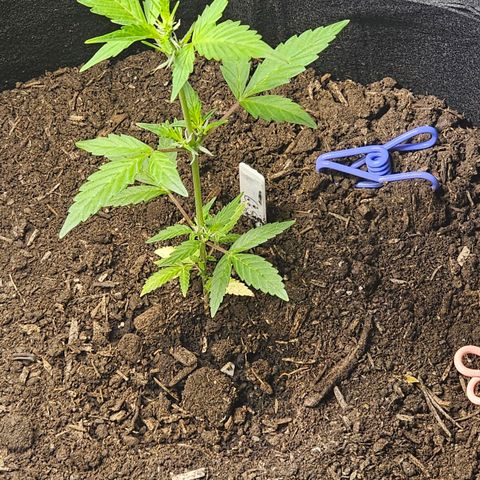 Girl scout cookies  growlog timeline photo