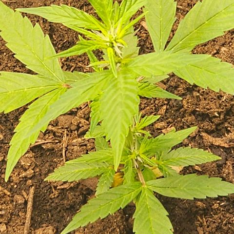 Girl scout cookie  growlog timeline photo