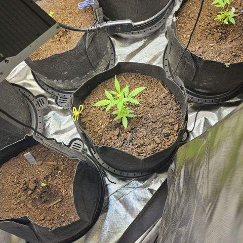 Girl scout cookie  growlog timeline photo