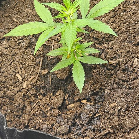Girl scout cookie  growlog timeline photo