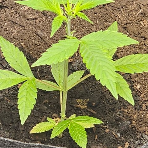 Widow  growlog timeline photo