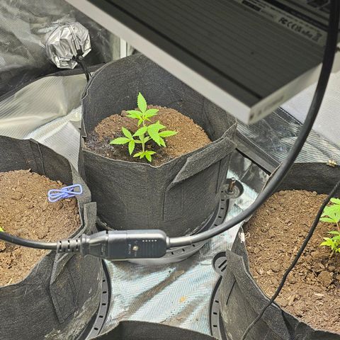 Widow  growlog timeline photo